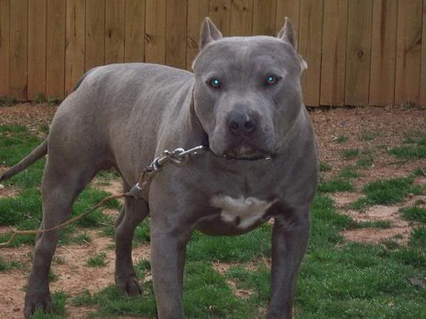 Ghost Pitbull