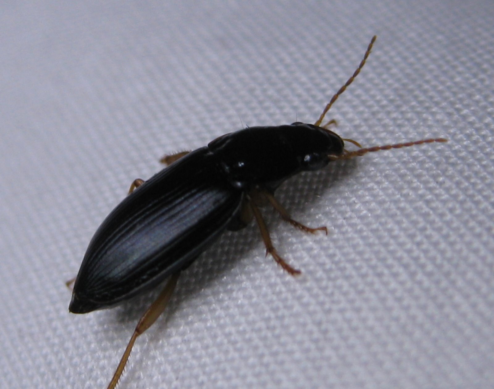 Small Black Jumping Beetles